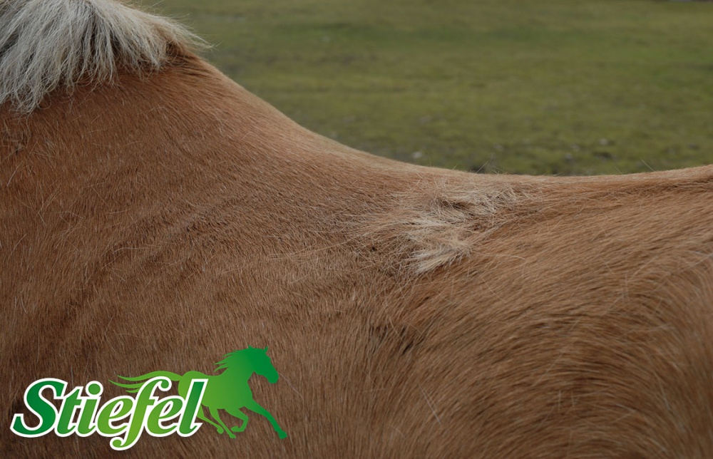 Letní vyrážka a kůže